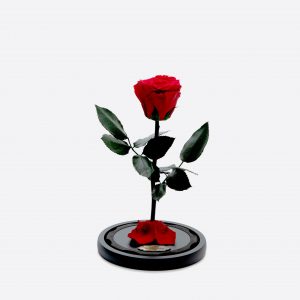 Hilda´s Flowers Collection – Beauty and The Beast Regular Rose