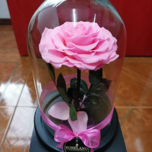 Preserved flowers from Hilda’s flower collection Beauty And The Beast