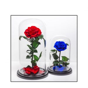Hilda´s Domes Beauty and The Beast Heart Rose